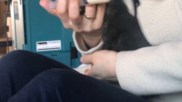 Мы кормим котят, потому что кошка ушла погулять и на весь день оставила малышей одних. ? смотреть онлайн