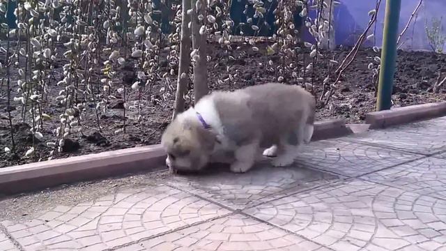 Щенок акита ину в Украине (продан) смотреть онлайн