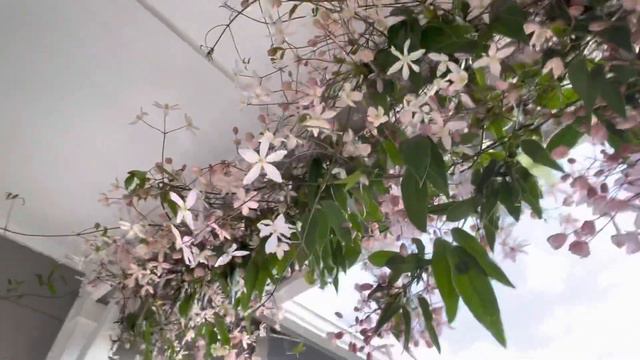 Pink flowers 🌸 from clematis. смотреть онлайн