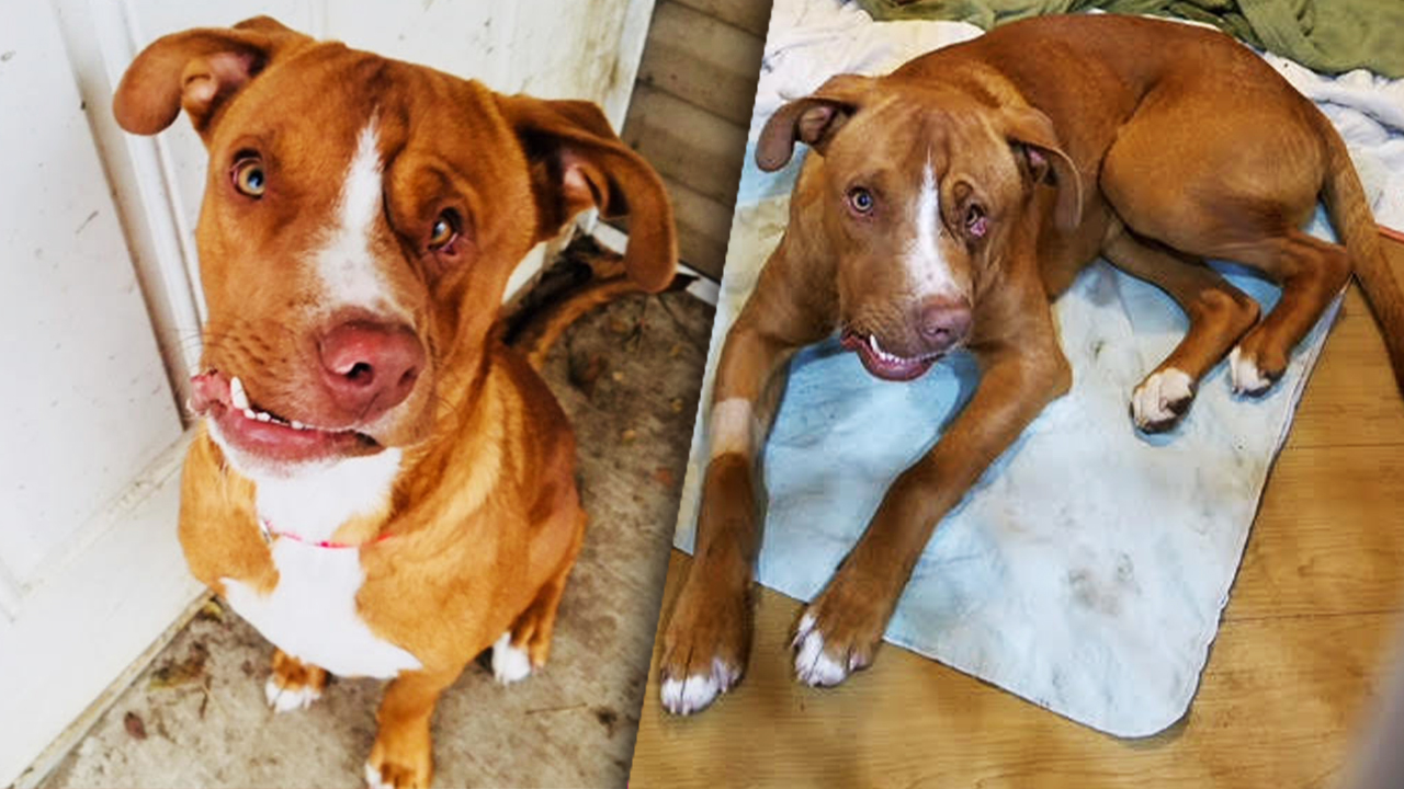 “В детстве на него напала собака”. Вуди – это особенный щенок, который очень хочет любви! смотреть онлайн