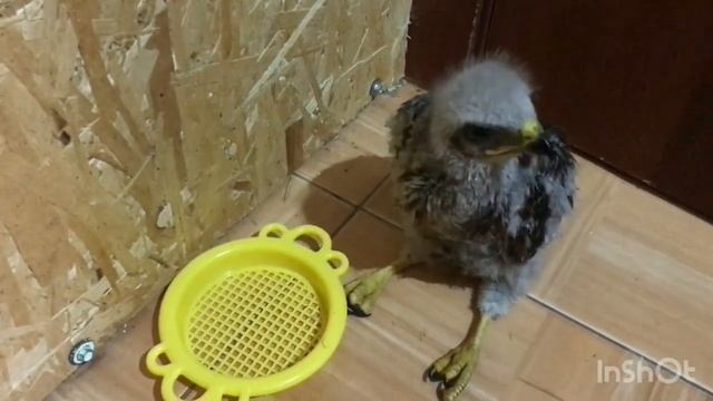 Канюк выпал из гнезда , не возможно вернуть в гнездо, что делать смотреть онлайн