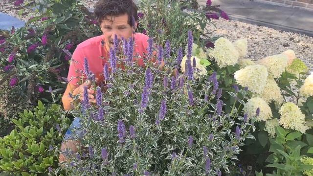 Agastache Crazy Fortune смотреть онлайн