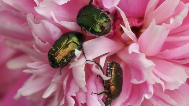 Золотистые бронзовки на пионе