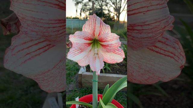 Maguire Mumma Mia Amaryllis Hippeastrum смотреть онлайн