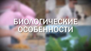 Амброзия полыннолистная