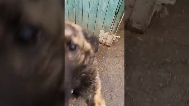 Боня, Б 121, конец окт.19. Кожуховский приют смотреть онлайн