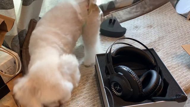 FPSに最適と話題！HyperX Cloud Revolver S ゲーミングヘッドセット 開封レビュー смотреть онлайн