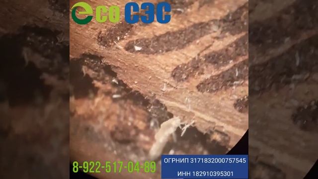 Обработка от короеда усача! смотреть онлайн