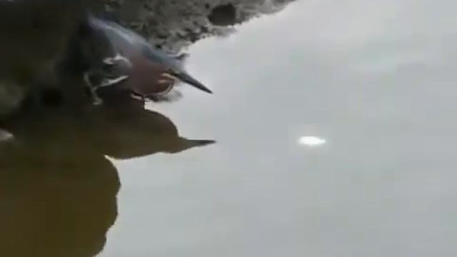 Умная птица ловит рыбу на приманку смотреть онлайн