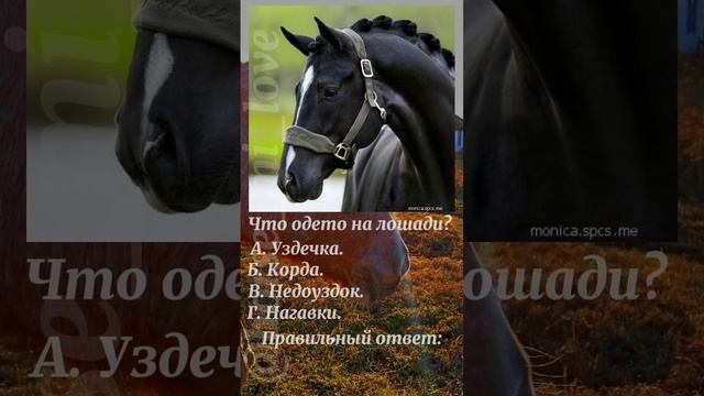 Угадай конную амуницию.     #horse #horse_love #love #конный_спорт #лошади #коннаяамуниция #люблю