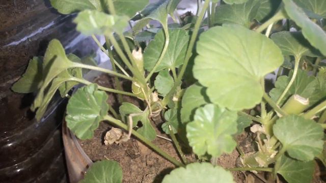 17қаңтар.Қыстағы герань гүлдерім.В январе мои герани. смотреть онлайн