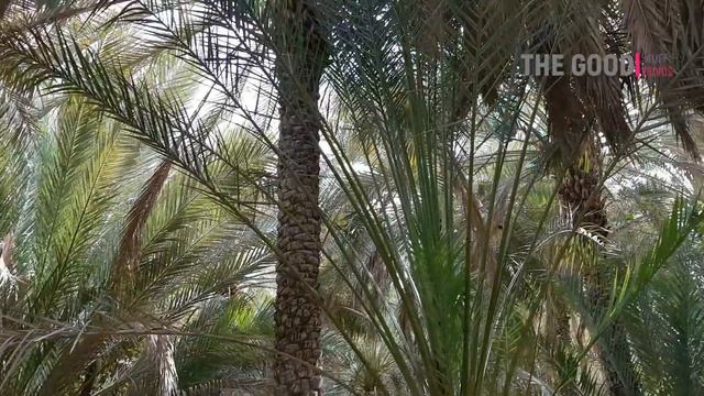 Inside Al Ain Oasis Park || Beautiful Greanary in all over UAE || Abu Dhabi, Dubai, UAE || Must Wat смотреть онлайн
