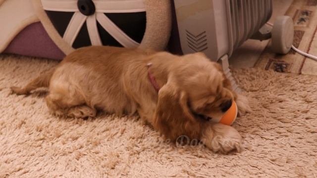 Приучение ЩЕНКА к месту, вольеру и привыкание к улице / Американский кокер спаниель / Cocker spanie смотреть онлайн