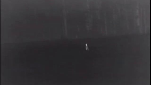 Тепловизор- Два зайца на поле смотреть онлайн