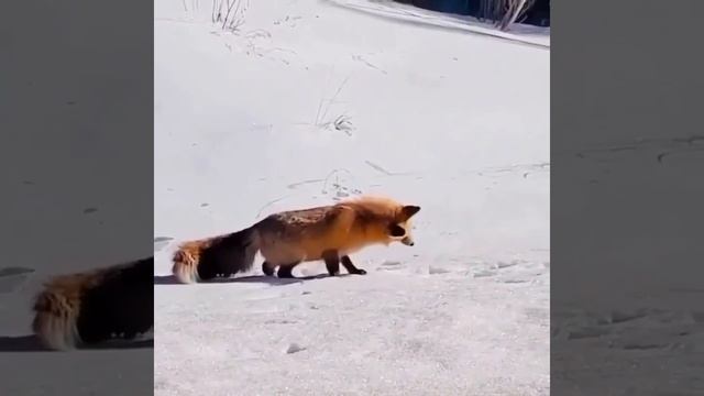 Лиса охотится на мышь смотреть онлайн