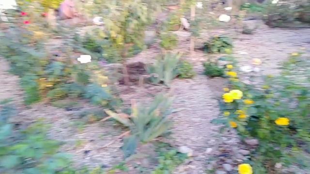 Октябрь 2020. Осеннее цветение. Розы Мэри роуз, Биг пёрпл, Керио, Кейт, Глория дэй, Полька и др. смотреть онлайн