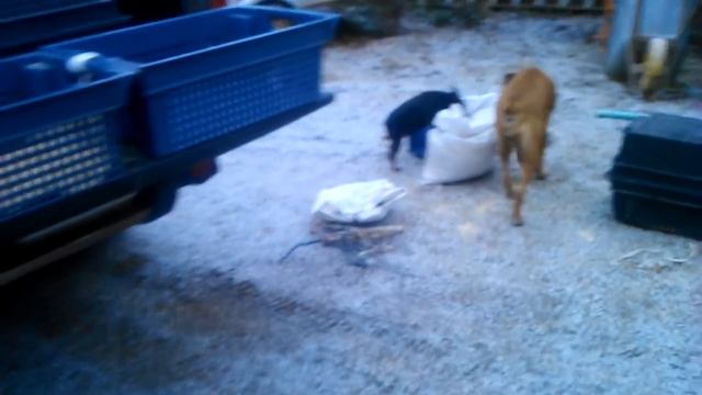 Гости из Димитровграда, Ульяновская обл. смотреть онлайн