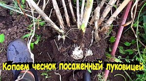 "Копаем чеснок посаженный целой луковицей"#сад#огород#дача