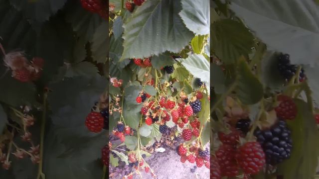 Торнфри смотреть онлайн