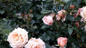 ✿➽  Роза Barock в нашем саду 2019