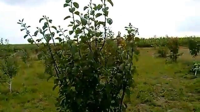 летняя формирующая обрезка черешни часть 3 смотреть онлайн