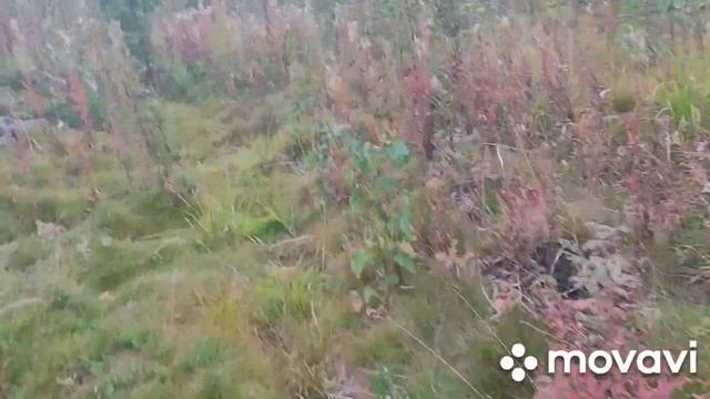 44 день. Брусника. смотреть онлайн