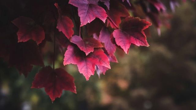 Сура " Марьям " , 19 сура . Чтец Мухаммад аль- Люхайдан смотреть онлайн