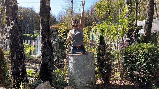 Как посадить дикий виноград на участке