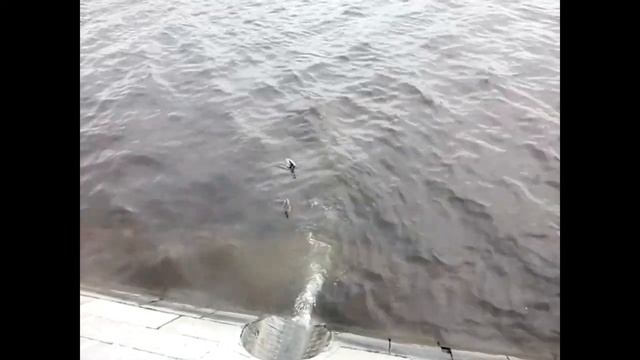 Рыжие утки и очищение смотреть онлайн