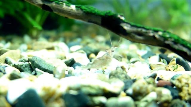 Длинноногая креветка (Caridina longidigita) смотреть онлайн