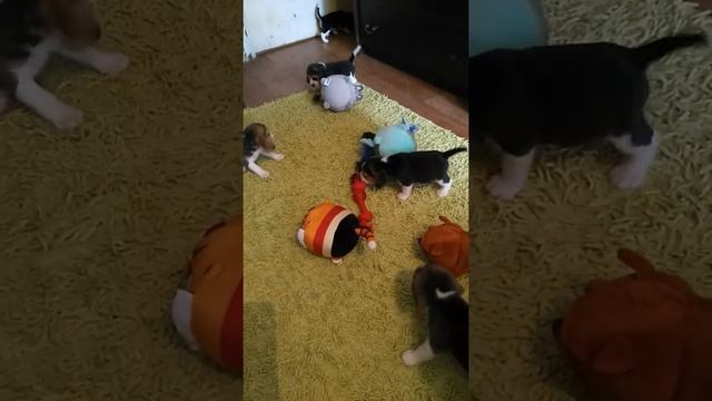 Щенки бигль