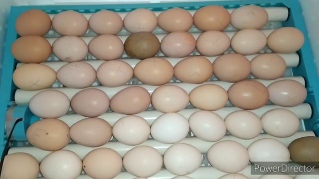 ИНКУБАЦИЯ ПРОСТО. ВЫВОД 97%. ДОВОЛЕН КАК СЛОН. Птичий двор А-54 от instagro.ru смотреть онлайн