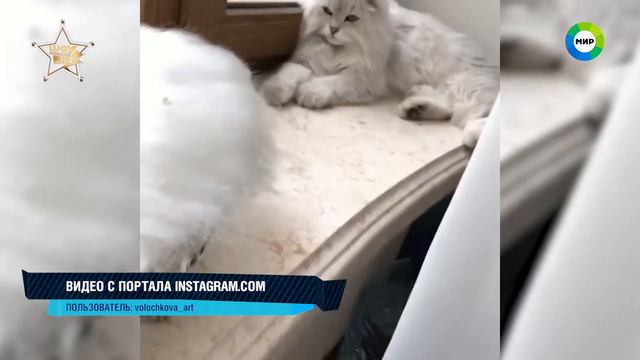 сплетни шоу бизнеса 15 06 18 смотреть онлайн