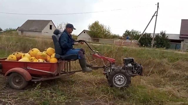Перевозим тыквы, мотоблок мб-90. смотреть онлайн