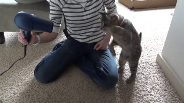 Что будет если на кота подуть феном? Смотреть до конца :)))) смотреть онлайн