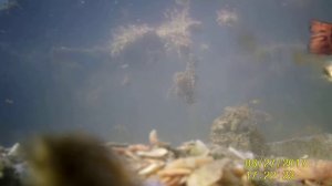 Гуппи в пруду