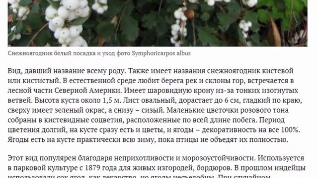 Кустарник снежно-ягодник посадка и уход в открытом грунте Фото и описание смотреть онлайн