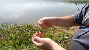 Ловля толстолобика на убийцу толстолоба  Горох каша на толстолобика рецепты