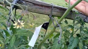 Томат Sart Roloise( честный обзор)