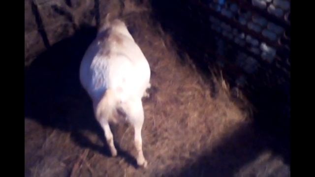 Как я кормлю козу в запуске? смотреть онлайн