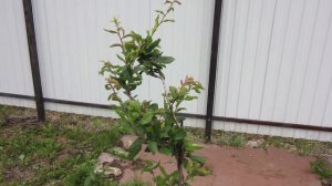 Зреет мушмула в Подмосковье