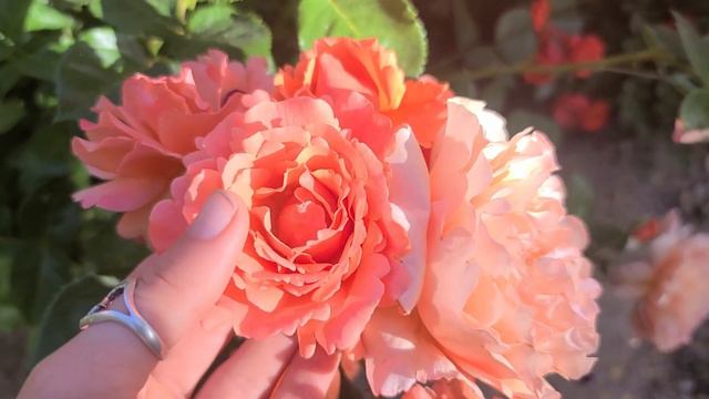 Easy Does it Rose; Growing this Rose in my Phoenix Garden! смотреть онлайн