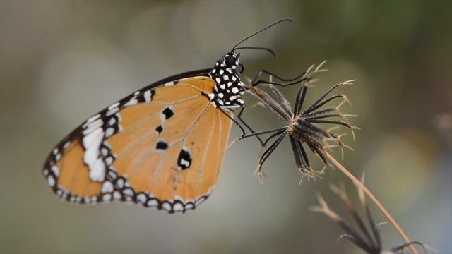 Go Go Butterfly смотреть онлайн