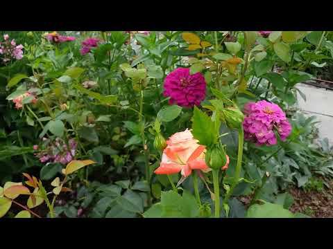 Уход за розами. Посадка пиона ИТО-гибрид. Текущие дела смотреть онлайн