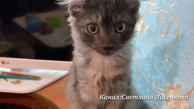 Котёнок Лохматик изучает обстановку, маленький разведчик! Котенку 1,5 месяца! смотреть онлайн