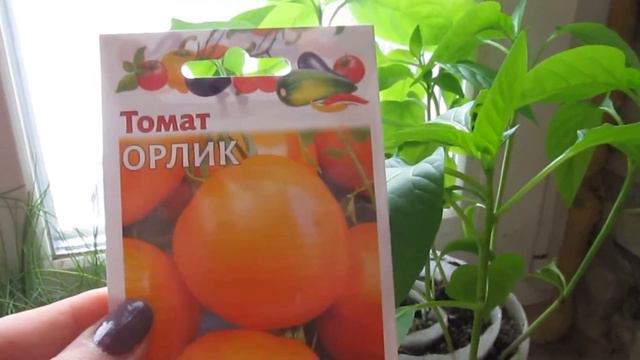 СПАСИБО ВАМ! Моя рассада.Жить дешево и сердито