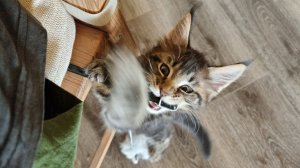 Питерскую интеллигенцию завезли. Артём приехал с маленьким чудищем