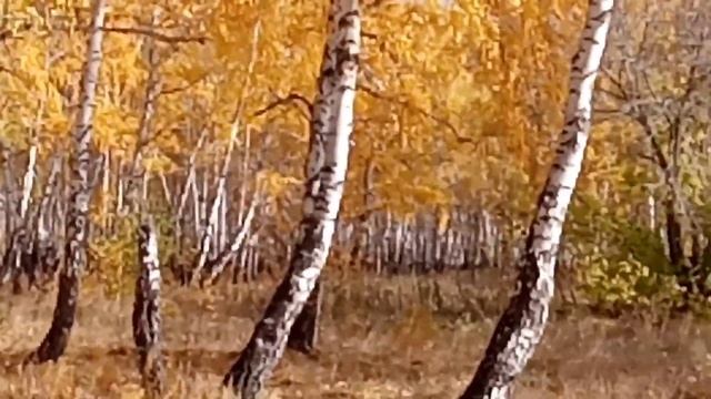 Прогулка по берёзовой роще смотреть онлайн