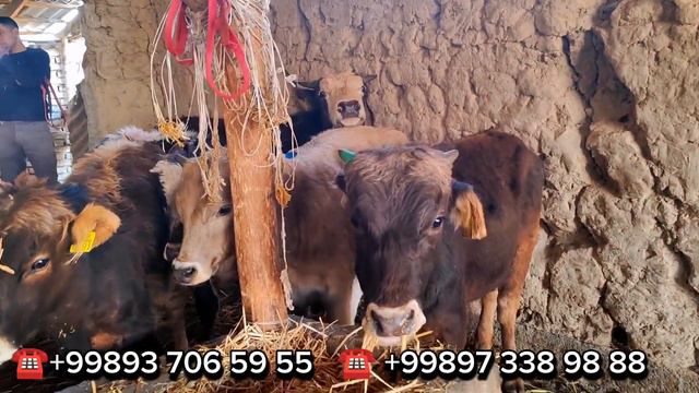 Sherali Akaga QIRG'IZISTONDAN 105 Dona SHVES Paroda Buqalar Yetib Keldi 18-mart, 2024