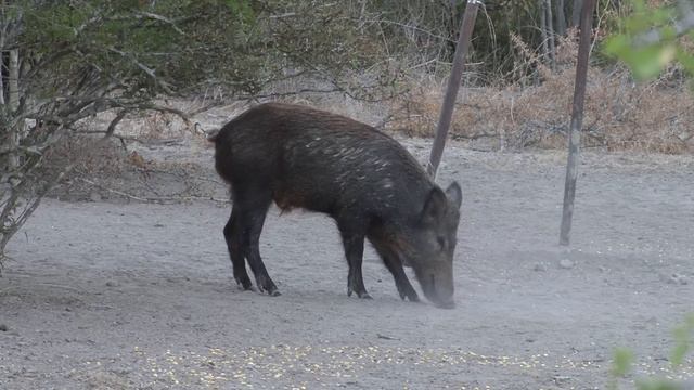 Jakes Hog kill Video with Firenock & RamCat.wmv смотреть онлайн